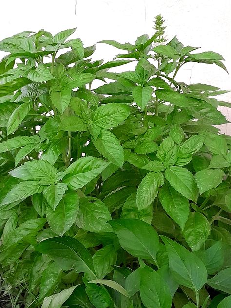 The basil went wild 🌿 Wild Basil, African Blue Basil, Basil