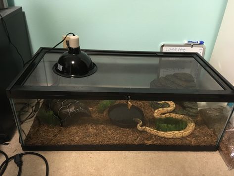 Banana Ball Python Enclosure, Ball Python Setup, Ball Python Tank Decor Ideas, Ball Python Tub Setup, Snake Terrarium Ideas Ball Python, Cheap Terrarium, Snake Tank Setup Ball Python, Ball Python Enclosure Ideas 40 Gallon, Aesthetic Ball Python Tank