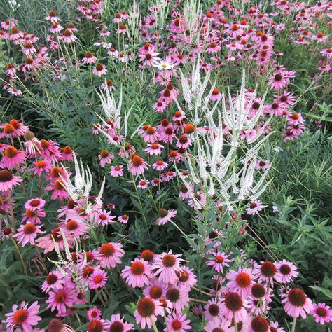 Native Gardens Midwest, Mn Native Landscaping, Midwest Native Garden, Midwest Native Landscaping, Midwest Garden, Native Plant Landscape, Easy Perennials, Garden Goals, Prairie Garden