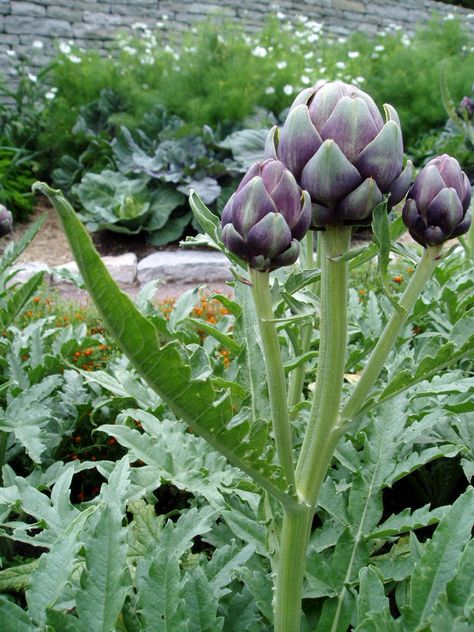 artichoke Eric Satie, Artichoke Plant, Artichoke Plants, Perennial Vegetables, Plants Growing, Flower Plants, Tree Tree, Plant Garden, Art Tree