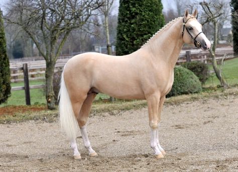 Palomino Welsh Pony, Palomino Horse Aesthetic, Tennessee Walker Horse, Dream Manifestation, Tennessee Walker, Basic Coat, Yoda Wallpaper, Welsh Pony, Palomino Horse