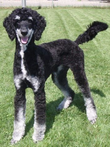 Apricot Standard Poodle, Douglas Dog, Giant Poodle, Phantom Poodle, Poodle Doodle, Poodle Party, Poodle Standard, Black Standard Poodle, Poodle Haircut