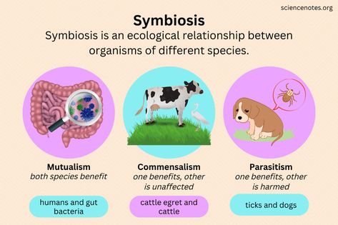 Symbiosis Definition and Examples Animal Relationships, 6th Grade Worksheets, Science Quiz, Relationship Worksheets, Biology Worksheet, Relationship Chart, Symbiotic Relationships, Science Worksheets, Animal Projects