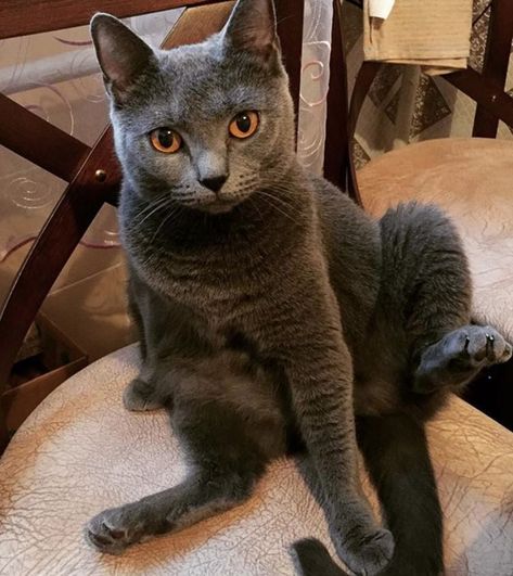 Types Of Cats Breeds, Korat Cat, Chartreux Cat, Pet Enclosure, Cat Stands, Russian Blue, Cat Names, Cat Aesthetic, Domestic Cat