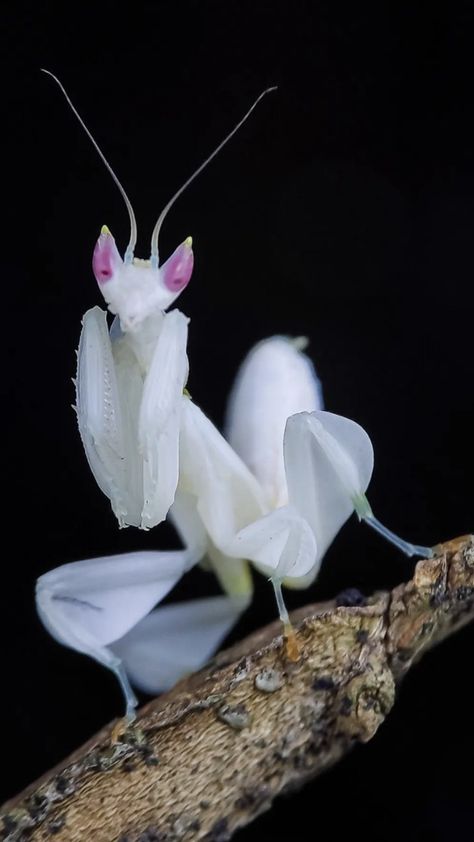 Mantis Tattoo, Orchid Mantis, Beautiful Bugs, Praying Mantis, Bugs And Insects, Green Witch, Zoology, Photo Reference, Cover Art