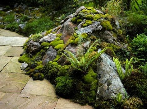 Polystichum Munitum, Amida Buddha, Moss Temple, Ferns Garden, Japan Garden, Japanese Garden Design, Areas Verdes, Garden Entrance, Moss Garden