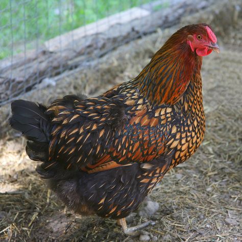 Golden Laced Wyandottes Gold Laced Wyandotte, Wyandotte Hen, Wyandotte Chickens, Breeds Of Chickens, Laced Wyandotte, Wyandotte Chicken, Rooster Breeds, Poultry Equipment, Day Old Chicks