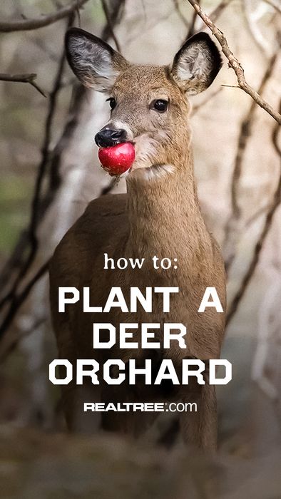 Should fruit trees be part of your program? Check out these tips for starting new trees! Deer Farming, Womens Hunting Gear, Deer Habitat, Deer Attractant, Deer Processing, Food Plots For Deer, Cabin Landscape, Deer Food, Antler Hunting