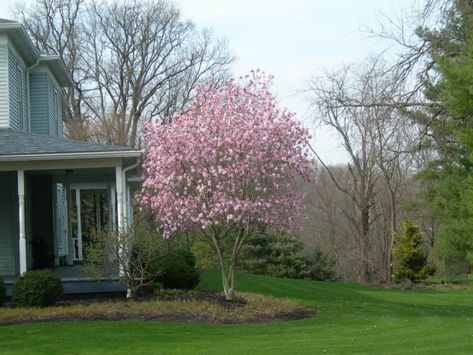 Front Yard Ornamental Tree : Ornamental Trees For Planting Close To Houses. Since a variety of ornamental trees are available to bring color, elegance and even fragrance to your sunny yard, choosing one simply depends on your landscaping preferences.. ornamental outdoor trees,ornamental trees images,ornamental trees pics,ornamental trees pictures,trees ornamental Jane Magnolia Tree, Magnolia Jane, Jane Magnolia, Small Ornamental Trees, Short Trees, Front Landscape, Trees For Front Yard, Jane Powell, Picture Tree