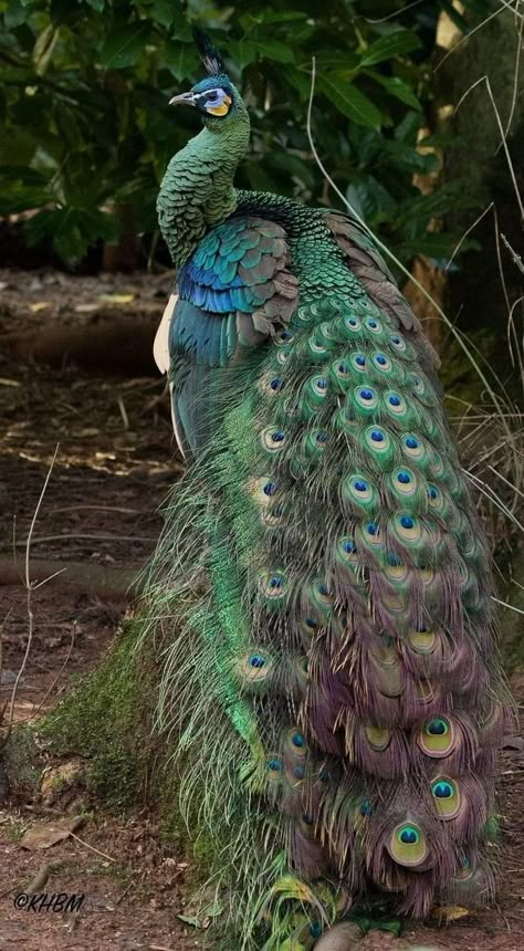 Peacock Images, Peacock Photos, Peacock Pictures, Peacock Painting, Peacock Art, Animal Funny, मोबाइल वॉलपेपर, Nature Birds, Bird Pictures