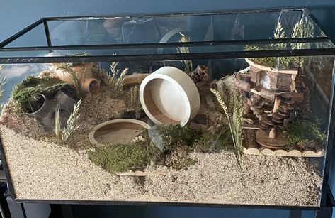 Naturalistic Mouse Enclosure, Proper Hamster Cage, Mouse Tank Setup, Mouse Enclosure Ideas, Hamster Cage Ideas Aesthetic, Hamster Scaping, Mouse Enclosure, Hamster Enclosure, Cool Hamster Cages