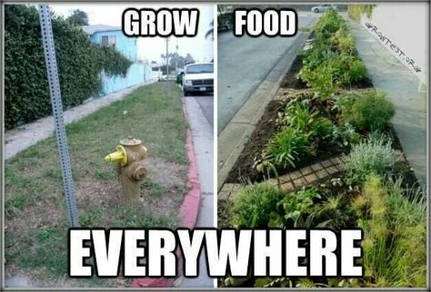 How great would this be :) Guerrilla Gardening, Grow Food, Food Forest, Community Gardening, Grow Your Own Food, Growing Food, Permaculture, Dream Garden, Urban Garden