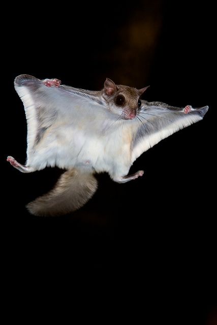 Flying Squirrel, Cute Squirrel, Sugar Glider, Australian Animals, Animals Images, Animal Photo, 귀여운 동물, Animals Friends, 그림 그리기