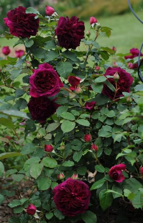 Munstead Wood, David Austin Rose, Rose Belle, Austin Rose, David Austin Roses, Rose Leaves, Flower Gardens, David Austin, Rose Bush