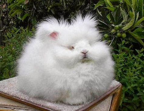 https://flic.kr/p/qkPJmu | Angora Bunny - World's Most Fluffy Rabbit | Just like Angora goat and Angora cat, Angora rabbit is also one of the oldest types of domestic rabbit bred for its soft and long wool, which can be removed by plucking, combing or shaving.         sharphumor.com/angora-bunny-worlds-fluffy-rabbit/ Angora Rabbit, Bunny Rabbit, White