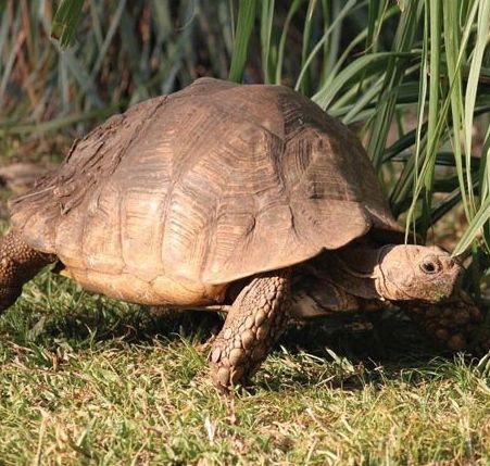 Ugandan Cop Shoots Aggresive, "violent" Tortoise Tortoise Reference, African Tortoise, Russian Tortoise Diet, Tortoise Enclosure, Russian Tortoise, Tortoise Care, Baby Tortoise, Desert Tortoise, Sulcata Tortoise