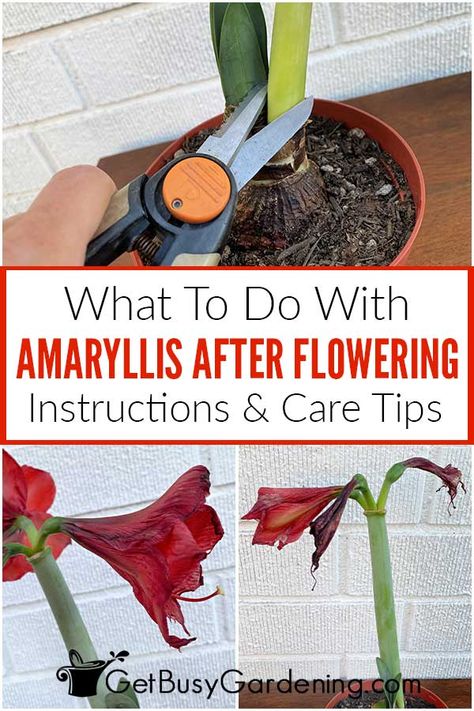 Caring For Amaryllis, What To Do With Amaryllis After It Blooms, How To Care For Amaryllis After Blooming, Amaryllis Care After Bloom, Flower Amaryllis, Anne Aesthetic, Amaryllis Arrangement, Amaryllis Care, Flower Planting Guide