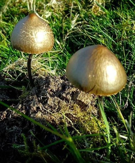 Golden Mushroom, Magical Gift, Wild Mushrooms, 2024 Vision, Vision Board, Stuffed Mushrooms, Gold