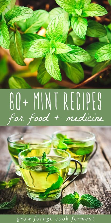 Fresh Mint Recipes, Mint Recipes Fresh, Mint Growing, Fresh Herb Recipes, Peppermint Recipes, Mint Chocolate Chip Cookies, Pineapple Mint, Recipes For Food, Recipes Drinks