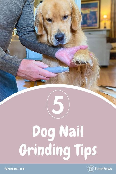 golden retriever dog getting dog nail grinding Nail Trimming For Dogs Tips, Nail Dremel, Clipping Dog Nails, Cut Dog Nails, Dogs Nails, Really Long Nails, Dog Paw Care, Trimming Dog Nails, Dog Grooming Diy