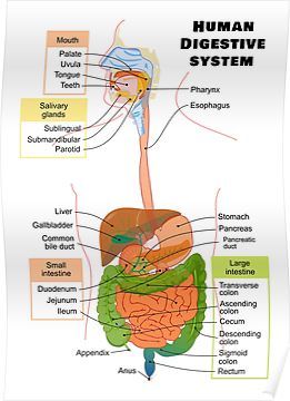 Digestive System Diagram, Digestive System Anatomy, Human Digestive System, Sistem Pencernaan, Human Body Organs, Human Body Facts, Salivary Gland, Gastrointestinal System, Muscle Imbalance