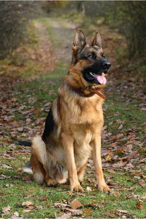 Dogs come with great responsibilities. But some dog breeds can be good protectors for you and your family. Here are the top 5 security breeds that you should know in detail. Alsatian Dog, German Sheperd Dogs, All Breeds Of Dogs, Reactive Dog, Gsd Dog, Working Dog, Herding Dogs, Majestic Animals, Dogs Of The World