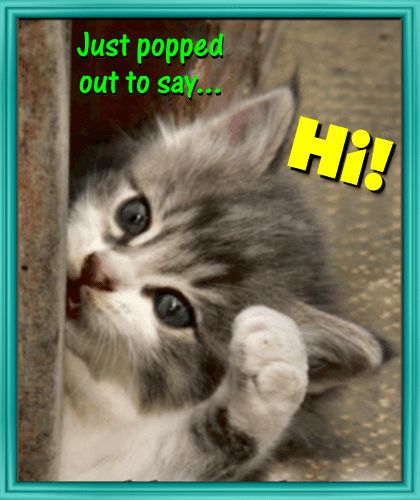 Hi Everyone, Hello Funny Humor, Funny Hello Quotes, Hi Cute, Hi Cat, Saying Hi, Hi Hello, Hello Quotes, Hello Gif