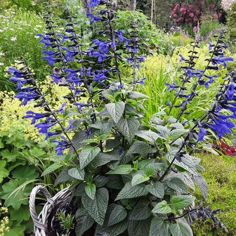 Salvia guaranitica ‘Black and Blue’ Black And Bloom Salvia, Salvia Plant, May Night Salvia, Mulberry Jam, Salvia Greggii, Salvia Plants, Salvia Sclarea, Pineapple Sage, Salvia Officinalis