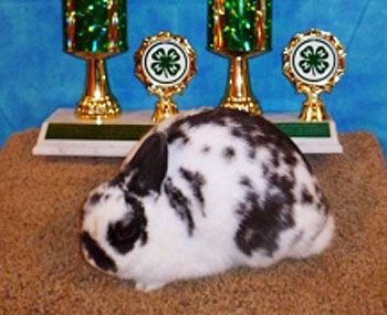 What to Bring to a Rabbit Show Rabbit Showing, Polish Rabbit, Guinea Pig Enclosure, Pig Enclosure, Rabbit Things, Agriculture Teacher, Rabbit Farming, Rabbit Information, Raising Rabbits For Meat