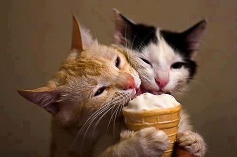 Ice cream, couple! Eating Ice, Eating Ice Cream, Söt Katt, Two Cats, Here Kitty Kitty, Funny Cat Pictures, I Love Cats, Sweet Animals, Kitty Kitty