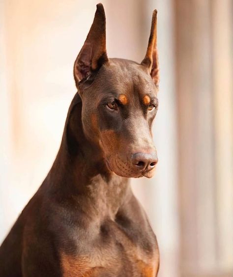 #doberman #dobermanpinscher #dog #dogsofinstagram #dogs #dobie #dobermansofinstagram #dobermanpride #dobermann #k #dobermandogs #puppy #dobermanpuppy #dobermanlove #dobermans Doberman Pinscher Puppy, Regard Animal, Top Dog Breeds, Puppy Barking, Doberman Love, Doberman Pinscher Dog, Scary Dogs, Doberman Puppy, Psy I Szczenięta