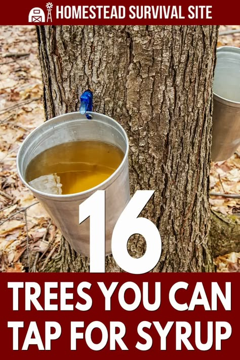 Tapping Maple Trees, Silver Maple Tree, Wild Food Foraging, Homesteading Diy, Homesteading Skills, Tree Species, Survival Life Hacks, Astuces Diy, Fast Growing Trees