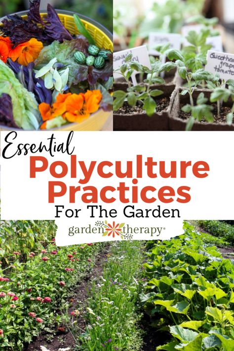 Essential Polyculture Practices for the Garden - Garden Therapy Polyculture Garden, School Garden Ideas, Outdoor Garden Diy, Growing Beans, Plants Beautiful, Succession Planting, Garden Therapy, Sun Loving Plants, Diy Home Garden