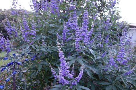 If you garden in zone 6 or warmer and your garden doesn't include Vitex agnus-castus—commonly known as chaste tree, or Texas lilac, or just vitex—I'm here to make the case for adding one to your shopping list this season. Reason No. 1: Hello, look at those spectacular purple blooms (here on the cultivar "Shoal Creek"). They practically cover this large shrub/small tree. (I have seen vitex close to 20 feet high at the Atlanta Botanical Garden, but they are easy to keep smaller.) And, if… Vitex Tree, Vitex Agnus Castus, Agnus Castus, Chaste Tree, Atlanta Botanical Garden, Texas Gardening, Tree Care, Landscaping Plants, Small Trees