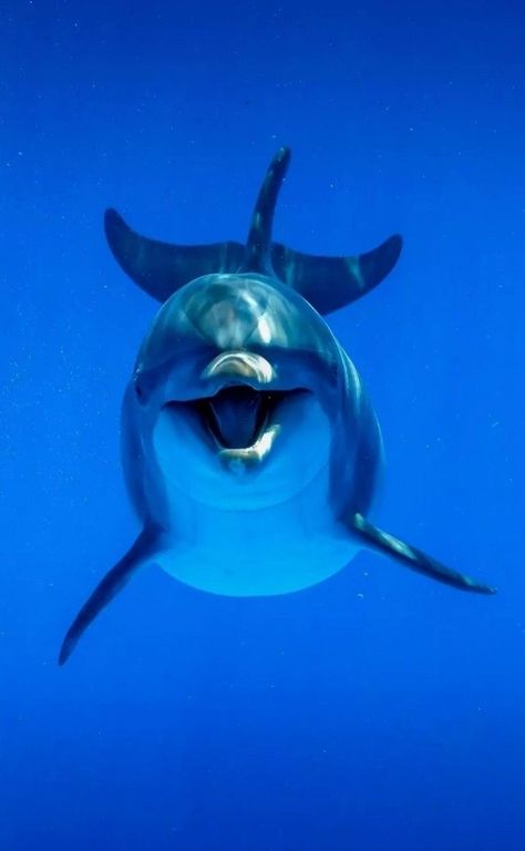 Dolphin Images, Dolphin Photos, Fauna Marina, Dolphin Art, Beautiful Sea Creatures, Water Animals, Underwater Creatures, Marine Biology, Marine Animals