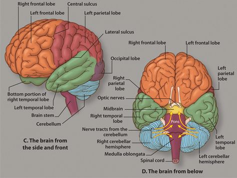 CP-Illustration-(Brain-Anatomy-2).gif (581×436) Anatomy Models Labeled, Human Brain Diagram, Parietal Lobe, Brain Anatomy And Function, Brain Lobes, Human Brain Anatomy, Brain Pictures, Brain Diagram, Brain Models