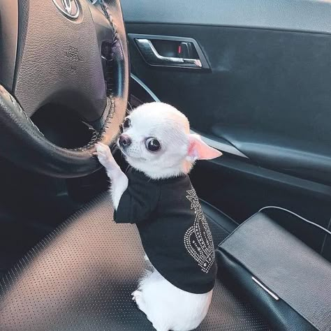 Psy Chihuahua, Baby Chihuahua, Very Cute Dogs, Funny Animal Photos, Cute Chihuahua, Chihuahua Love, Silly Dogs, Funny Dog Pictures, Funny Animal Jokes