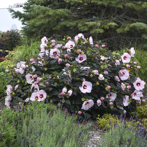 How to plant, grow and care for hibiscus | CNN Musa Basjoo, Tropical Garden Plants, Small Tropical Gardens, Hardy Hibiscus, Tropical Garden Design, Tropical Backyard, Hibiscus Plant, Southern Garden, Rose Of Sharon