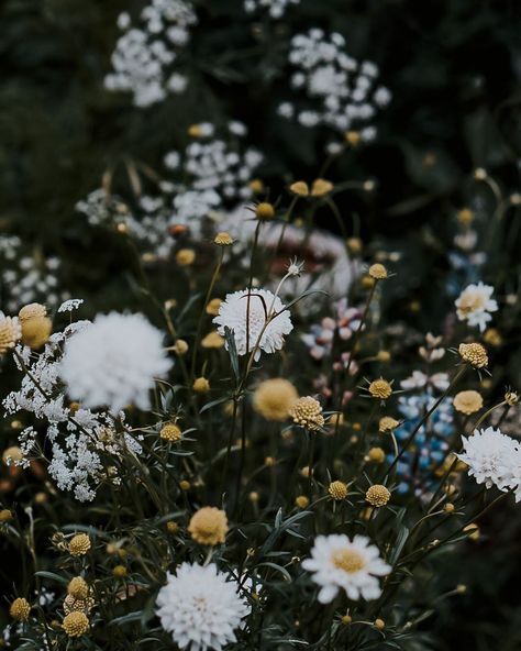 Wildflower Photography, Faerie Garden, Flowers Black Background, Wildflowers Photography, Wild Flower Meadow, Western Photography, Yellow Wildflowers, Faeries Gardens, Flower Meadow