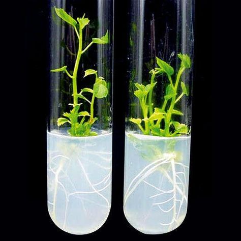 Plant Tissue Culture - Study Solutions Plant Biotechnology, Science Plants, In Vitro, Plant Tissue Culture, Tissue Types, Eco Friendly Diy, Plant Breeding, 4k Wallpapers For Pc, Plant Tissue