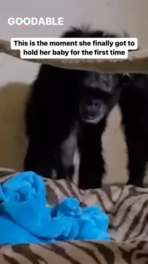 Goodable | After this chimpanzee gave birth she was unable to see her baby because they had to be put on oxygen for a couple of days. This is the… | Instagram Cute Small Animals, Animals Friendship, Super Cute Animals, Atticus, Animal Companions, Cute Animal Videos, Happy Animals, Primates, Animal Photos