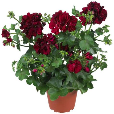 Ivy Geraniums, Savage Garden, Red Plants, Starter Plants, Different Plants, Bedding Plants, Fertility, Hanging Baskets, Ivy