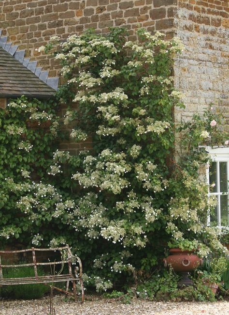 Climbing hydrangea