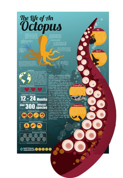 Infographic Design Science, Octopus Infographic, Infographic Poster Design Layout, Animal Infographic Design, Infographics Design Ideas, Ocean Infographic, Game Infographic, Fish Infographic, Graphic Infographic