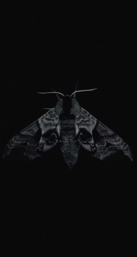 Dark Goth Aesthetic Wallpaper, Moth Aesthetic Dark, Moth Phone Wallpaper, Moth Wallpaper Iphone, Moth Wallpaper Aesthetic, Iphone13 Wallpaper, Moth Pfp, Sarah Gillespie, Dark Fairycore Aesthetic