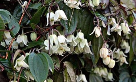 Gardens: winter clematis Clematis Cirrhosa, Clematis Trellis, White Clematis, Growing Sweet Peas, Clematis Plants, Clematis Flower, Small Shrubs, Easy Christmas Wreaths, White Plants