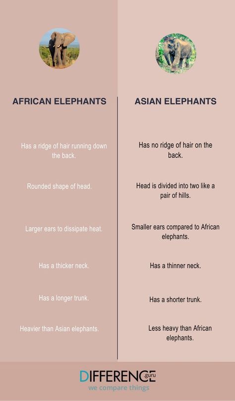 Elephants are large, intelligent animals with a long history surviving on their own. Living in herds, they have developed complex social structures and behaviors. Difference between African elephants and Asian elephants is that African elephant’s stripes are less distinct for those who are not familiar with these big mammals. Find out more at www.difference.guru | animals Types Of Elephants, Asian Elephants, Black And White Coat, Text Graphics, Asian Elephant, Long History, African Elephant, Legal Advice, Body Heat