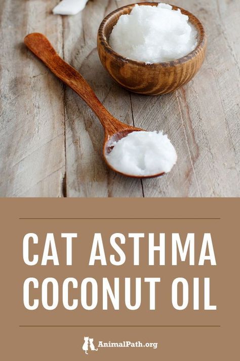 Check out the various ways to manage cat asthma using coconut oil. Cat Asthma, Cat Health Remedies, Best Cough Remedy, Cat Health Problems, Apply Coconut Oil, Natural Pet Care, Persistent Cough, Chronic Cough, Homemade Shampoo