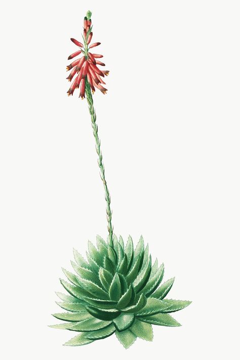 Vintage Botanical Illustration, Simple Line Drawings, Aloe Vera Plant, Botanical Illustration Vintage, Watercolor Plants, Aloe Leaf, Leaves Vector, Wall Finishes, Watercolor Inspiration