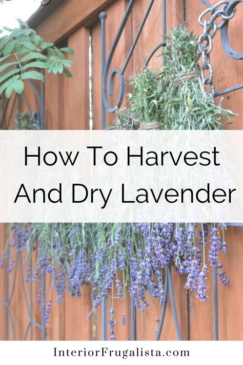 How To Harvest Lavender Flowers, Drying Lavender Diy, What To Do With Fresh Lavender, How To Dry Lavender, Dried Lavender Uses, Lavender Drying, Drying Lavender, Uses For Lavender, Lavender Ideas